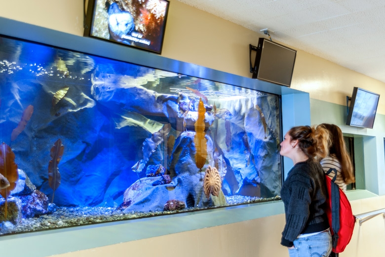 two students looking at aquarium
