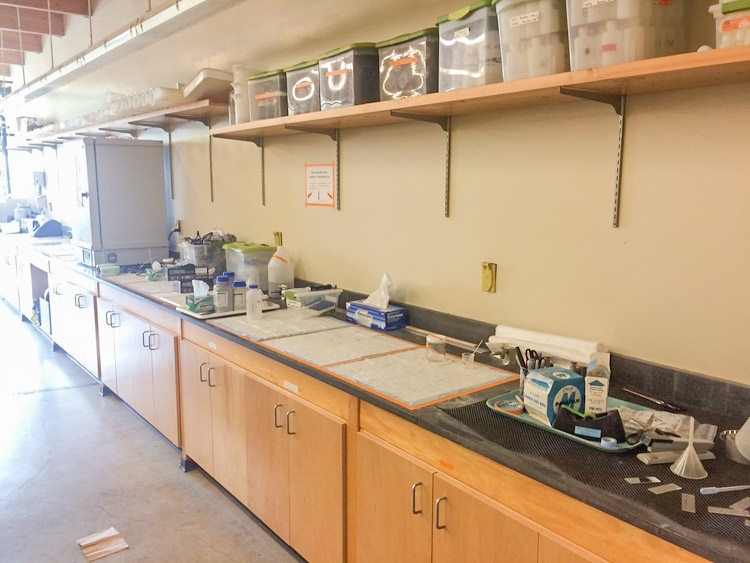 empty lab along the wall with sinks and equipment