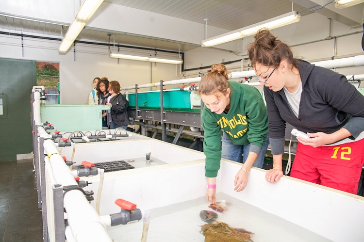 Students with their hands in a tank at the wet lab