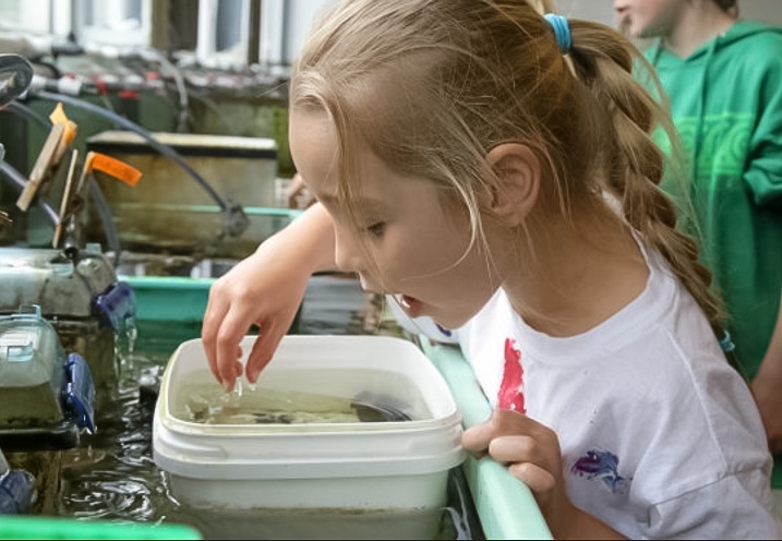 a six year old examinig creatures at the marine science summer camps