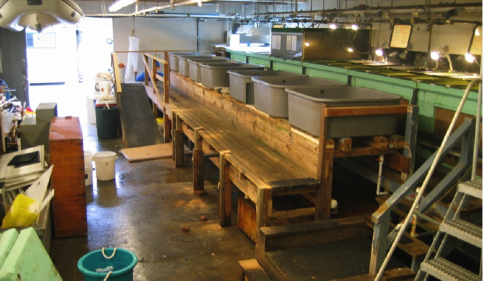 The wet lab as it appeared just before the 2010 renovation. At that time the lab was over 40 years old and constant exposure to 